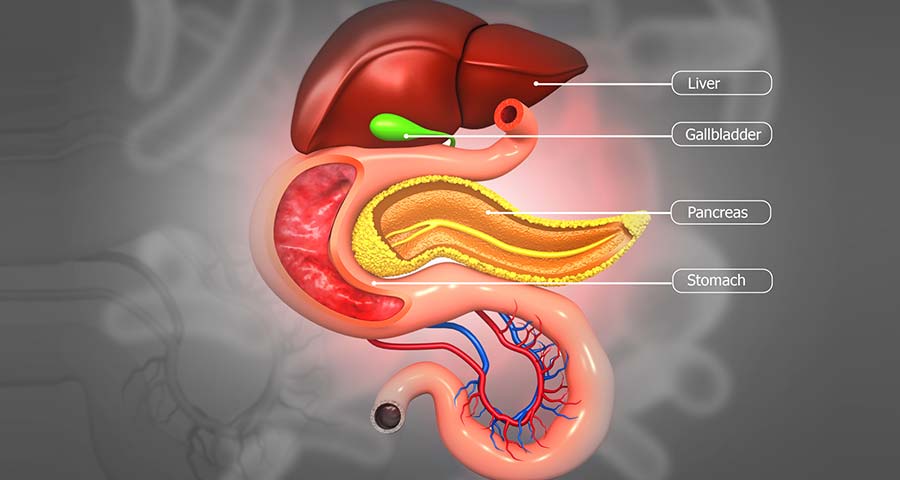 digestive-system-illustration-Orange-County-Gastro-Clinic